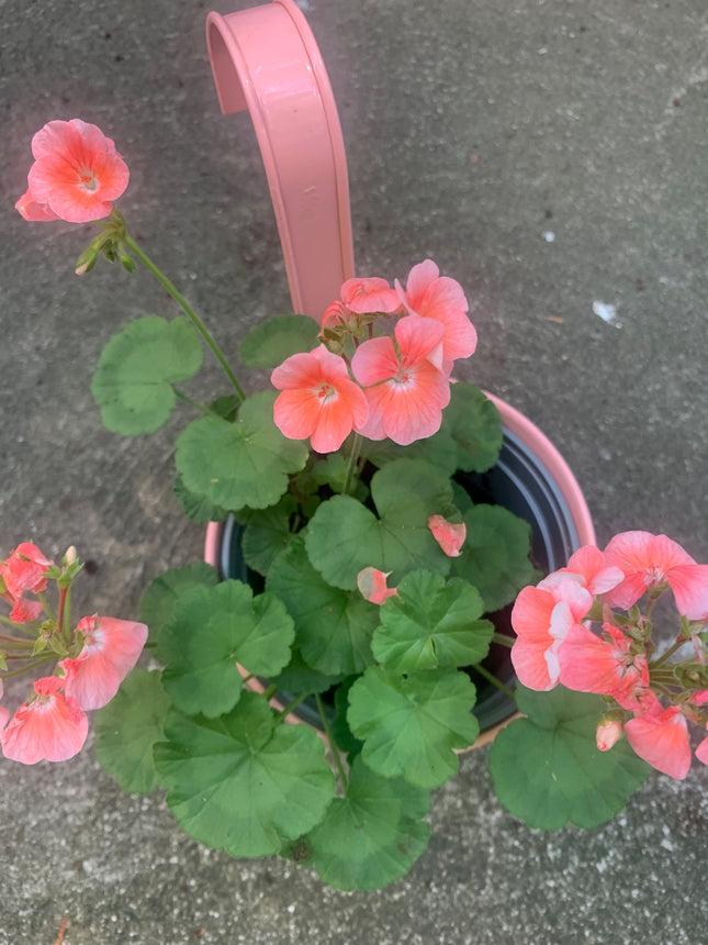 Rooted Light Pink Geraniums for balcony home decoration in Pink Decorate Pot