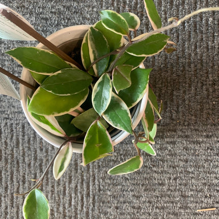 Tricolor Hoya Krimson Queen, Hoya Carnosa Variegata, Live Tricolor Hoya Plant