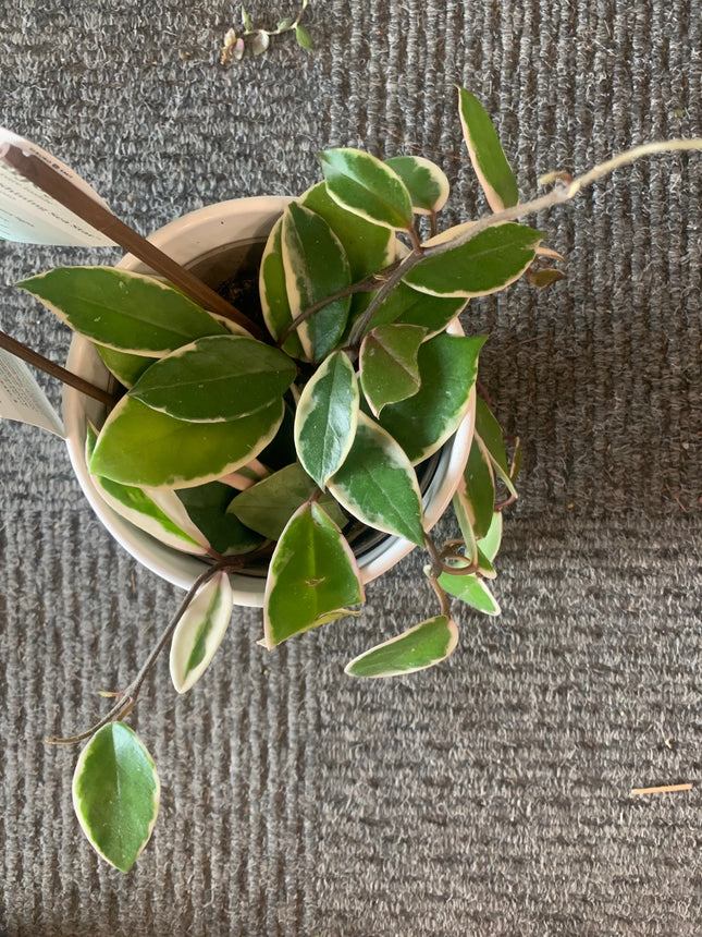 Tricolor Hoya Krimson Queen, Hoya Carnosa Variegata, Live Tricolor Hoya Plant
