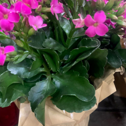 Rooted Pink Kalanchoe Holiday Gift Plants Indoor Plant and Outdoor plant