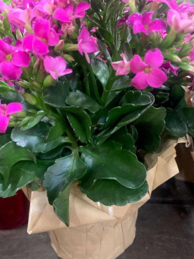 Rooted Pink Kalanchoe Holiday Gift Plants Indoor Plant and Outdoor plant