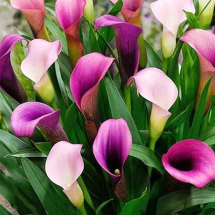 Live Flowering Calla Beautiful Spring Perennial - 12" Tall Outdoor or Indoor Landscape
