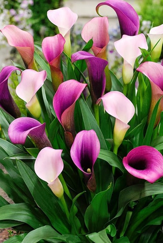 Live Flowering Calla Beautiful Spring Perennial - 12" Tall Outdoor or Indoor Landscape