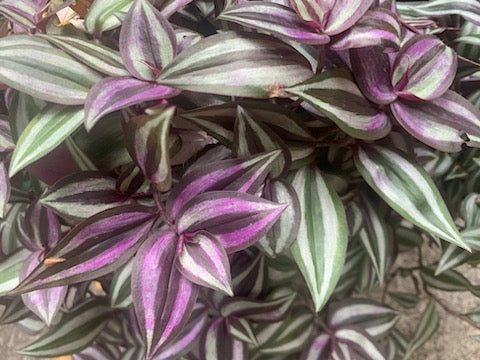 Tradescantia Zebrina Plant Indoor Plant Purple and Pink