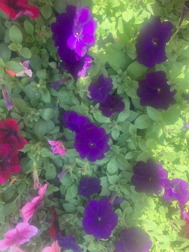 Rooted Annual Plants  Purple flowers Petunia Summer Garden Flower