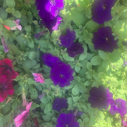 Rooted Geraniums and Petunia Fern and Spike on Pot or Basket outdoor Patio or Balcony