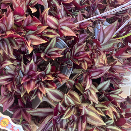 紫露草屬植物 室內植物 粉紅條紋 多色