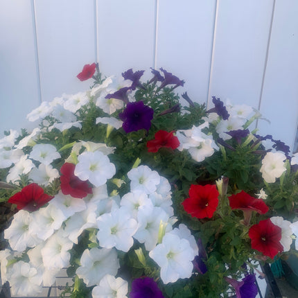 Rooted Annual Plants purple white red flowers Petunia beautiful color for the summer balcony