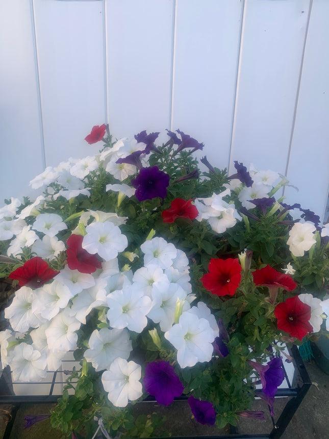 Rooted Annual Plants purple white red flowers Petunia beautiful color for the summer balcony