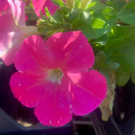 Rooted Annual Plants  Purple flowers Petunia Summer Garden Flower