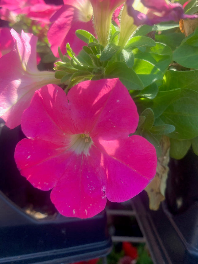 Rooted Annual Plants Pink flowers Petunia Summer Garden Flower
