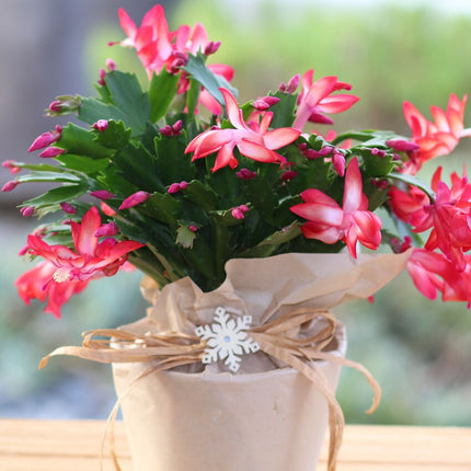 Rooted Red Cactus Plants 4"in pot Indoor Home Decoration and Gift