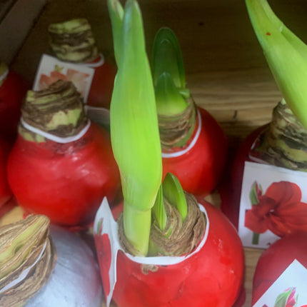 易於種植的朱頂紅「雙瓣」球莖（1 包）－大型紅白雙瓣花，適合節慶室內外花園