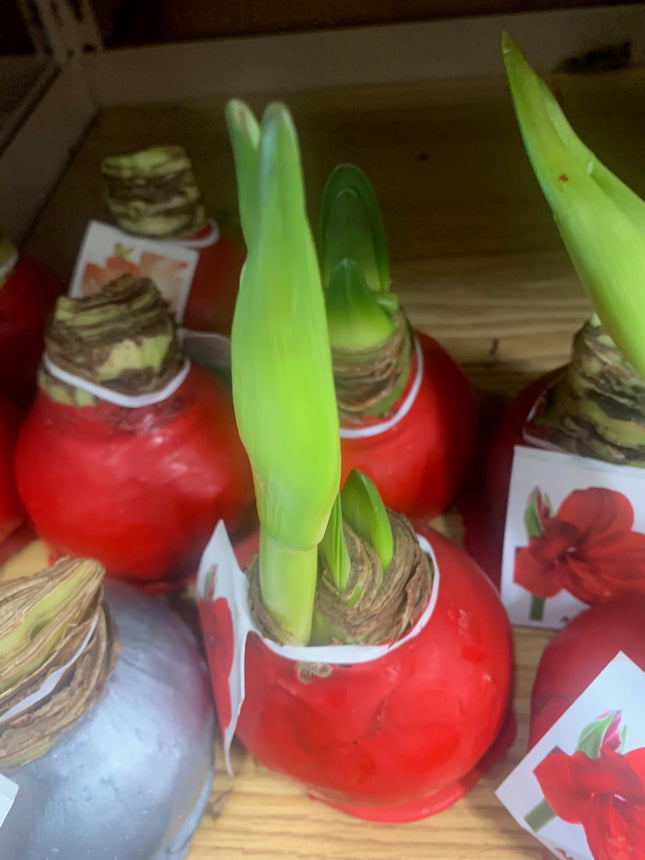 易於種植的朱頂紅「雙瓣」球莖（1 包）－大型紅白雙瓣花，適合節慶室內外花園