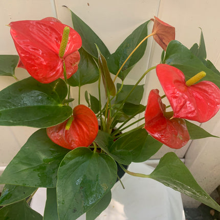 Indoor Plants Anthurium Red flower in Pot