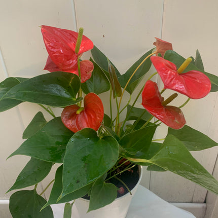 Indoor Plants Anthurium Red flower in Pot