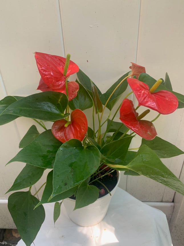 Indoor Plants Anthurium Red flower in Pot