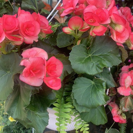 Rooted White Begonia beautiful color Addition to Outdoor Patio or Balcony Annual Season