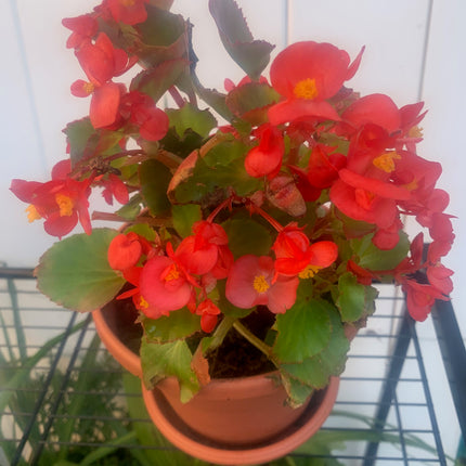 Rooted Red Begonia coleus outdoor Patio or Balcony