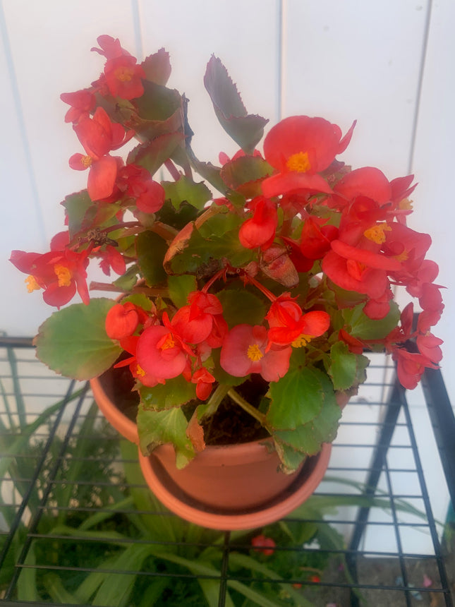 Rooted Red Begonia coleus outdoor Patio or Balcony