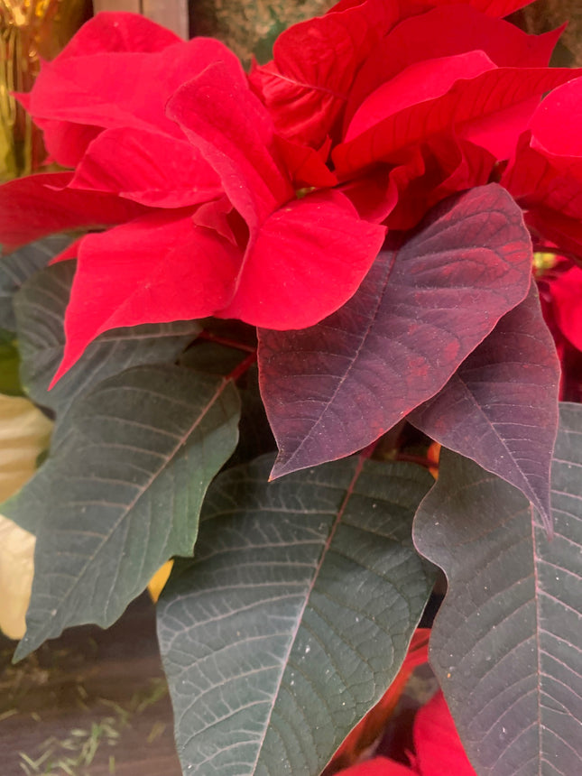 Festive Red Christmas plant Poinsettia Holiday Gift Home Decoration
