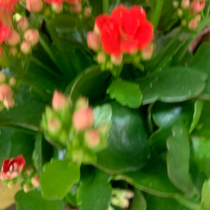 Rooted Red Kalanchoe Gift Plants Valentine day and Mother days Indoor Plant