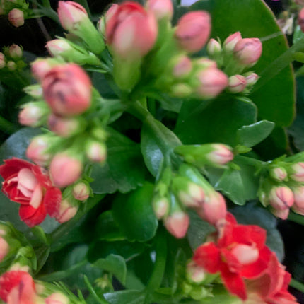 Rooted Red Kalanchoe Gift Plants Valentine day and Mother days Indoor Plant