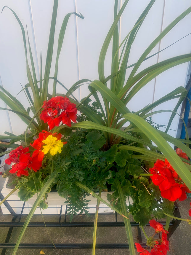 Rooted Red and Yellow Geraniums and Ferns on Basket outdoor Patio or Balcony