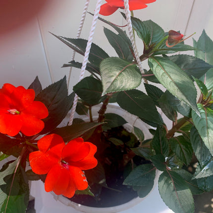 Rooted Red or White Impatiens Plants 6-inch basket balcony yard or outdoor