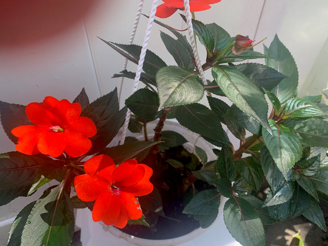 Rooted Red or White Impatiens Plants 6-inch basket balcony yard or outdoor