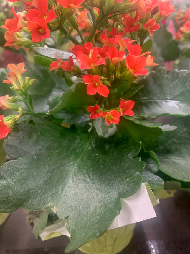 Rooted Red Kalanchoe Gift Plants Valentine day and Mother days Indoor Plant