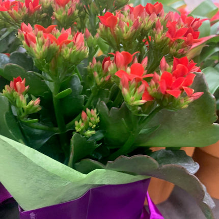 Rooted Kalanchoe Indoor and Outdoor plant Gift Plant Mother Day and Holidays Celebration