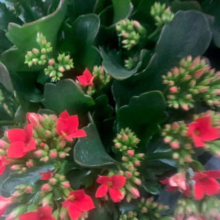 Rooted Pink Kalanchoe Holiday Gift Plants Indoor Plant and Outdoor plant