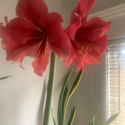 易於種植的朱頂紅「雙瓣」球莖（1 包）－大型紅白雙瓣花，適合節慶室內外花園