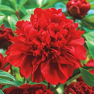 Peony Karl Bare Root Live Plants Outdoor Garden