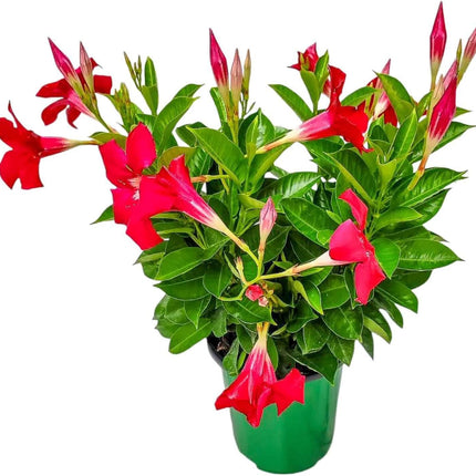 Annual Live Pink Mandevilla Outdoor Plants Flowering Vines in Pots for Patio & Balcony Decor