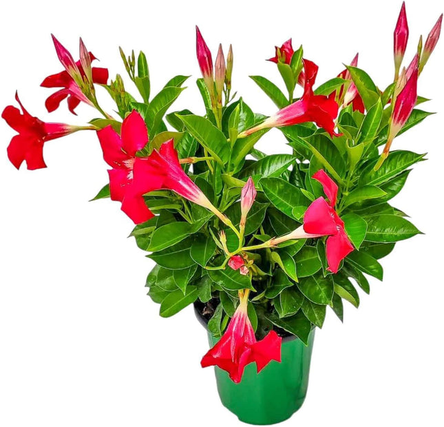 Annual Live Red Mandevilla Outdoor Plants Flowering Vines in Pots for Patio & Balcony Decor