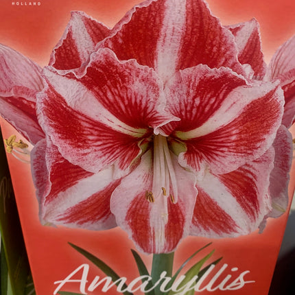 Amaryllis Plant Bulbs Red, Pink, White, Red Stripe Flowering Blooms for Holiday Indoors