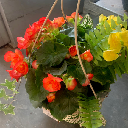 Rooted Red Pink Begonia Fern and Greenery VIne beautiful for Outdoor Patio or Balcony