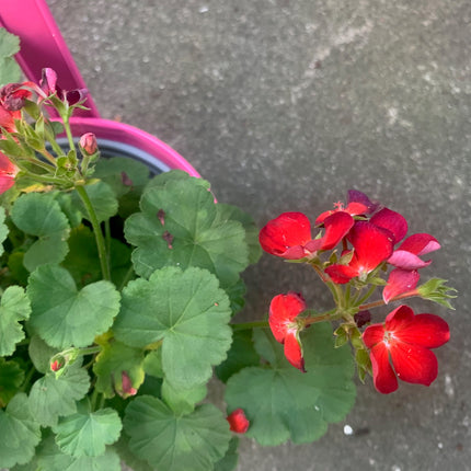 Rooted Purple Red Geraniums for balcony home decoration in  Decorate Pot