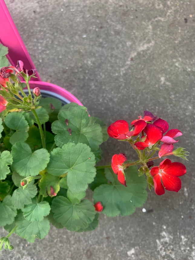 Rooted Purple Red Geraniums for balcony home decoration in  Decorate Pot