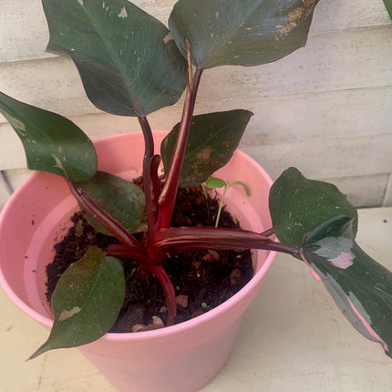 巴西蔓綠絨 - 活體植物