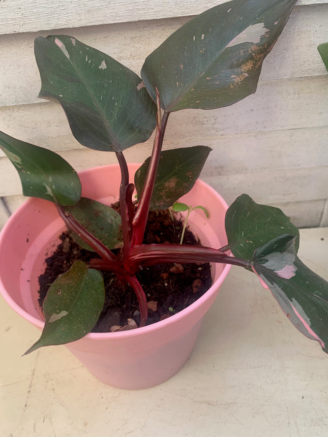 巴西蔓綠絨 - 活體植物