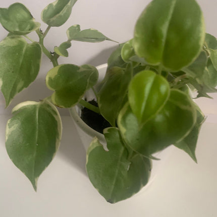 Rooted Peperomia Rubber Plants 4 inch pot indoor plant or office plant