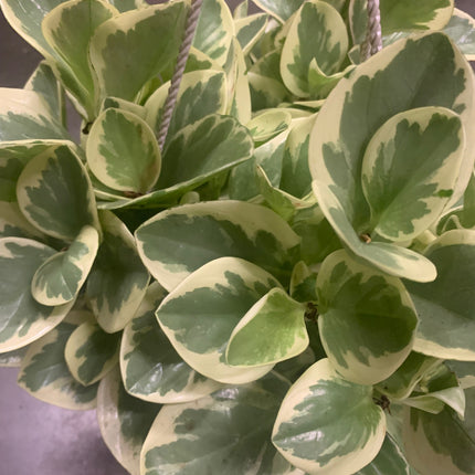 Light Yellow Green Colors Rooted Peperomia Rubber Plants basket or pot balcony yard or indoor