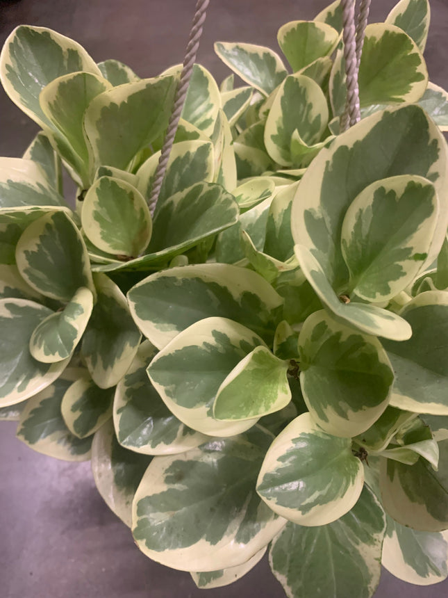 Light Yellow Green Colors Rooted Peperomia Rubber Plants basket or pot balcony yard or indoor