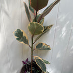 1 Rooted