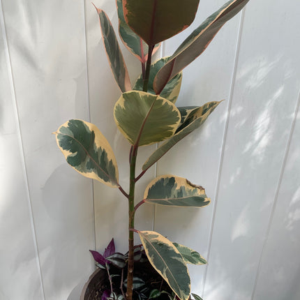 Ruby Rubber Plant, 12 inch Pot, Live Indoor Ficus Elastica Tree up to 2-4 Foot Tall