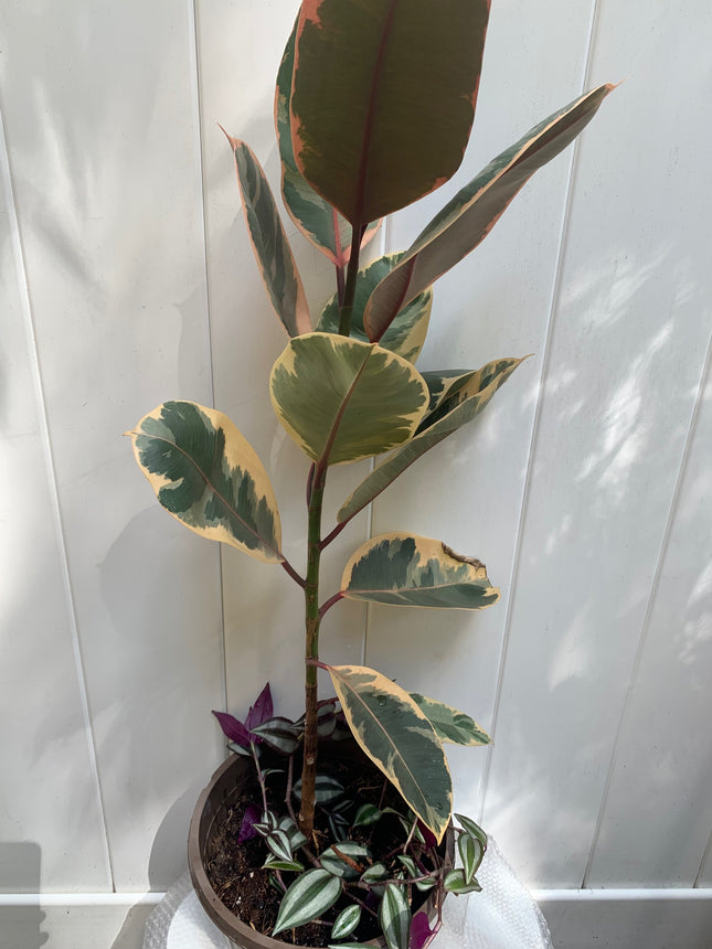 Ruby Rubber Plant, 12 inch Pot, Live Indoor Ficus Elastica Tree up to 2-4 Foot Tall