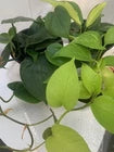 Rooted bundle beautiful evergreen houseplants for balcony home decoration